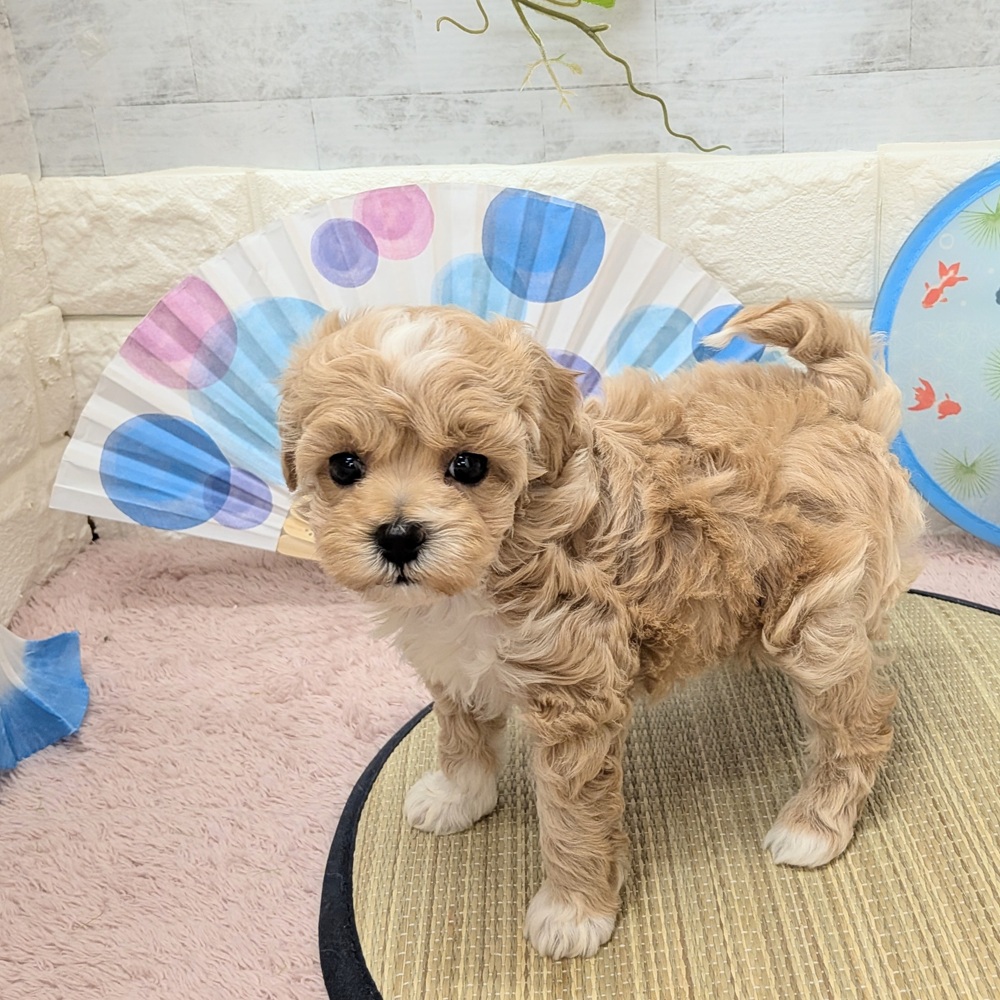 静岡県のマルプー(マルチーズ×プードル) (犬の家＆猫の里プレ葉ウォーク浜北店/2026年6月7日生まれ/女の子/アプリコット)の子犬の4枚目の画像