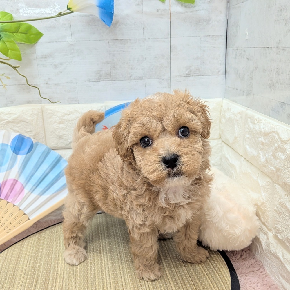 静岡県のマルプー(マルチーズ×プードル) (犬の家＆猫の里プレ葉ウォーク浜北店/2026年6月7日生まれ/女の子/アプリコット)の子犬の4枚目の画像