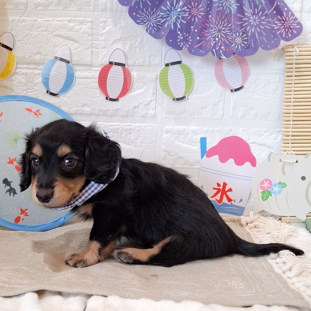 静岡県のミニチュアダックスフンド(ロング) (犬の家＆猫の里富士店/2026年6月7日生まれ/男の子/ブラックタン)の子犬の4枚目の画像