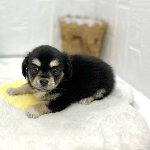 愛知県のチワックス(チワワ×ダックス) (犬の家＆猫の里豊川インター店/2026年6月8日生まれ/女の子/ブラックタン)の子犬の4枚目の画像