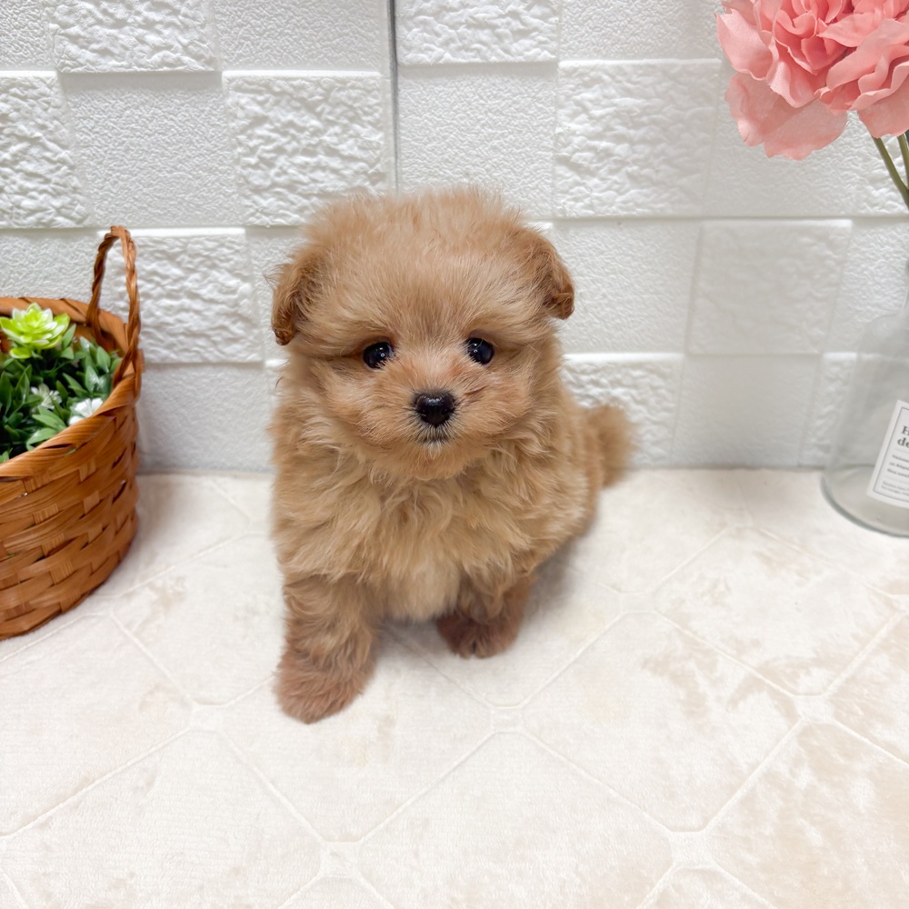 東京都のポメプー(ポメラニアン×プードル) (犬の家＆猫の里ペットフォレスト小平店/2026年6月8日生まれ/男の子/アプリコット)の子犬の4枚目の画像