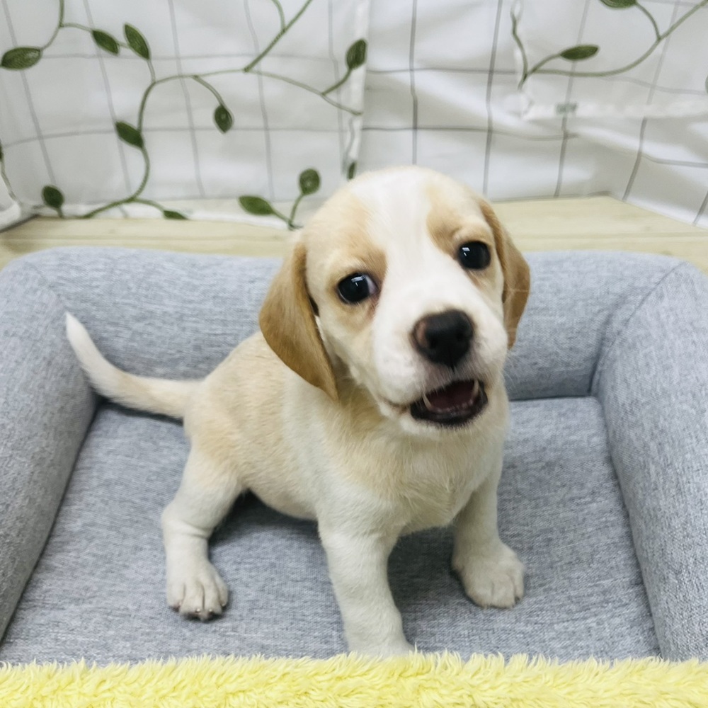 長野県のビーグル (犬の家＆猫の里塩尻店/2026年6月6日生まれ/女の子/レモンホワイト)の子犬の4枚目の画像