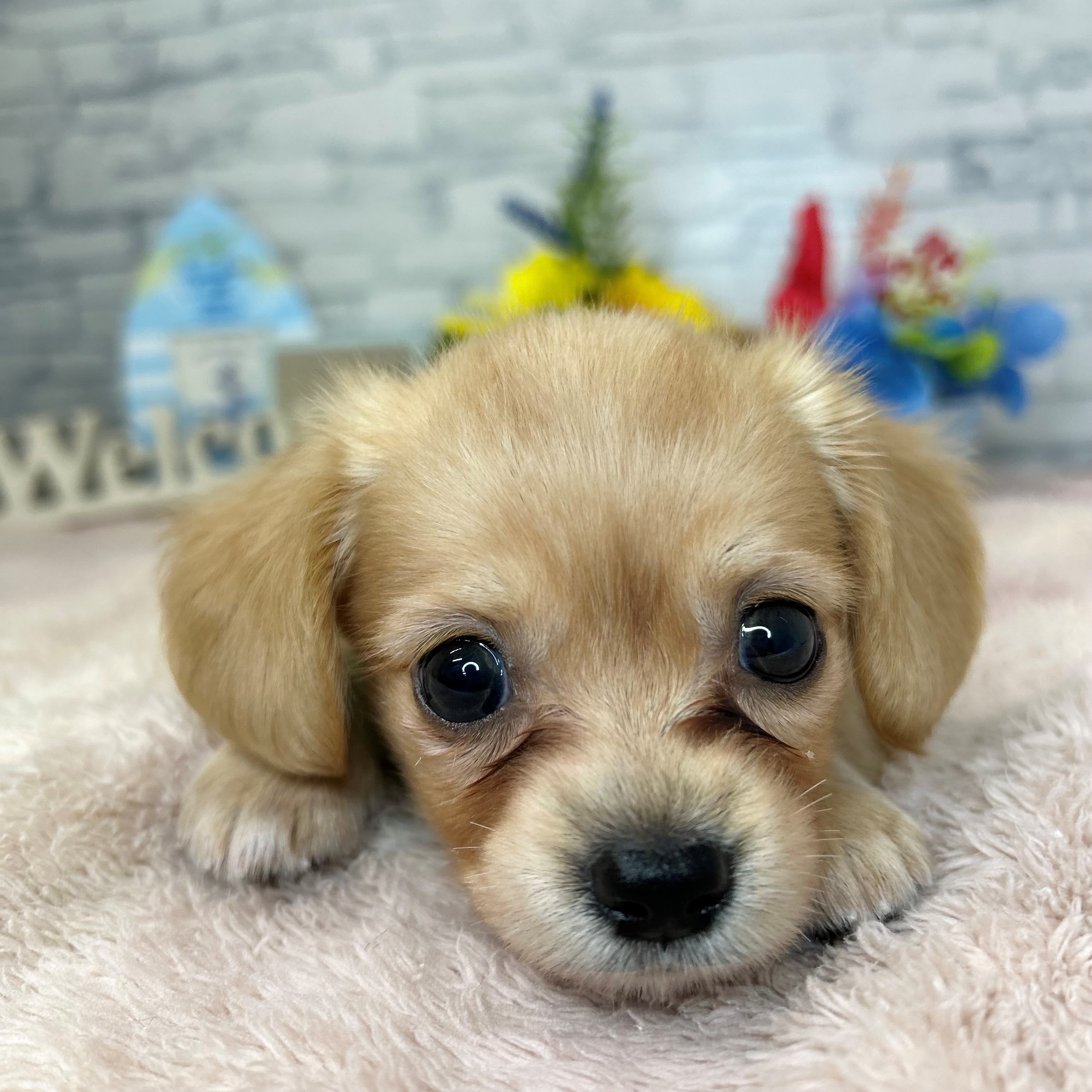 長野県のチワックス(チワワ×ダックス) (犬の家＆猫の里長野店/2026年6月8日生まれ/女の子/イエロー)の子犬の4枚目の画像