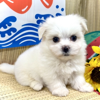 神奈川県のマルチーズ (犬の家＆猫の里小田原店/2026年6月9日生まれ/男の子/ホワイト)の子犬の4枚目の画像