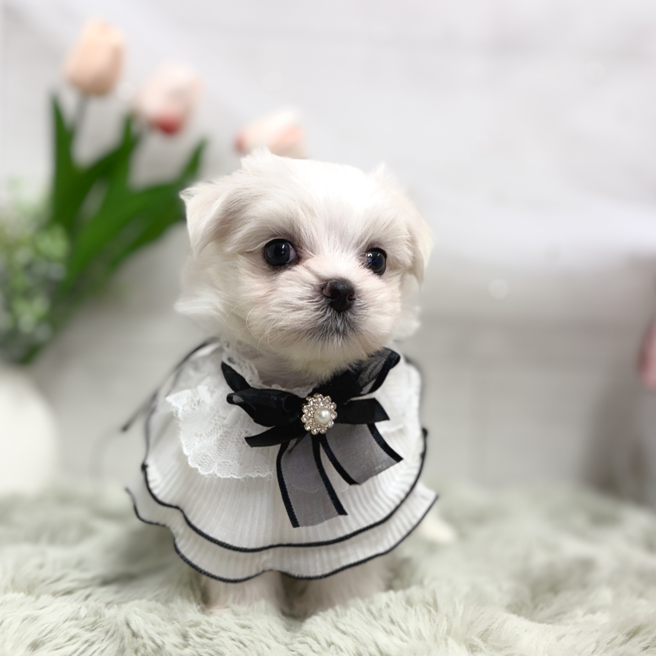 神奈川県のマルチーズ (犬の家＆猫の里相模原店/2026年6月9日生まれ/男の子/ホワイト)の子犬の4枚目の画像