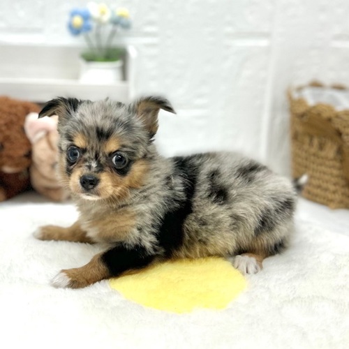 愛知県のパピチー/チワパピ(パピヨン×チワワ) (犬の家＆猫の里豊川インター店/2026年6月6日生まれ/女の子/ブルーマール)の子犬の4枚目の画像