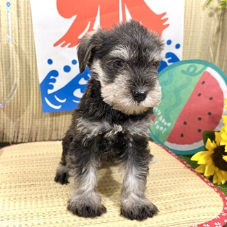 神奈川県のミニチュアシュナウザー (犬の家＆猫の里小田原店/2026年6月6日生まれ/女の子/ソルトペッパー)の子犬の4枚目の画像
