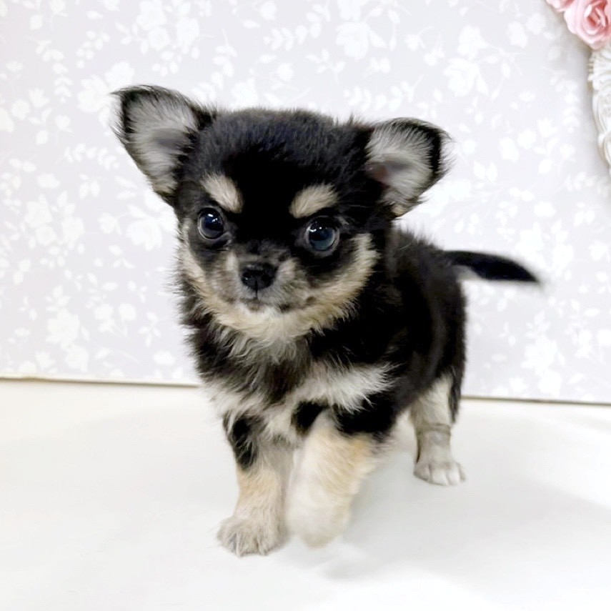 富山県のチワワ(ロング) (犬の家＆猫の里アミーゴ高岡蓮花寺店/2026年6月8日生まれ/女の子/ブラックタン)の子犬の4枚目の画像