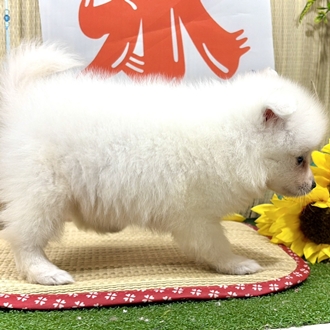 神奈川県の日本スピッツ (犬の家＆猫の里小田原店/2026年6月9日生まれ/女の子/ホワイト)の子犬の4枚目の画像