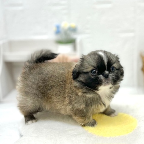 愛知県のペキニーズ (犬の家＆猫の里豊川インター店/2026年6月8日生まれ/男の子/フォーンホワイト)の子犬の4枚目の画像