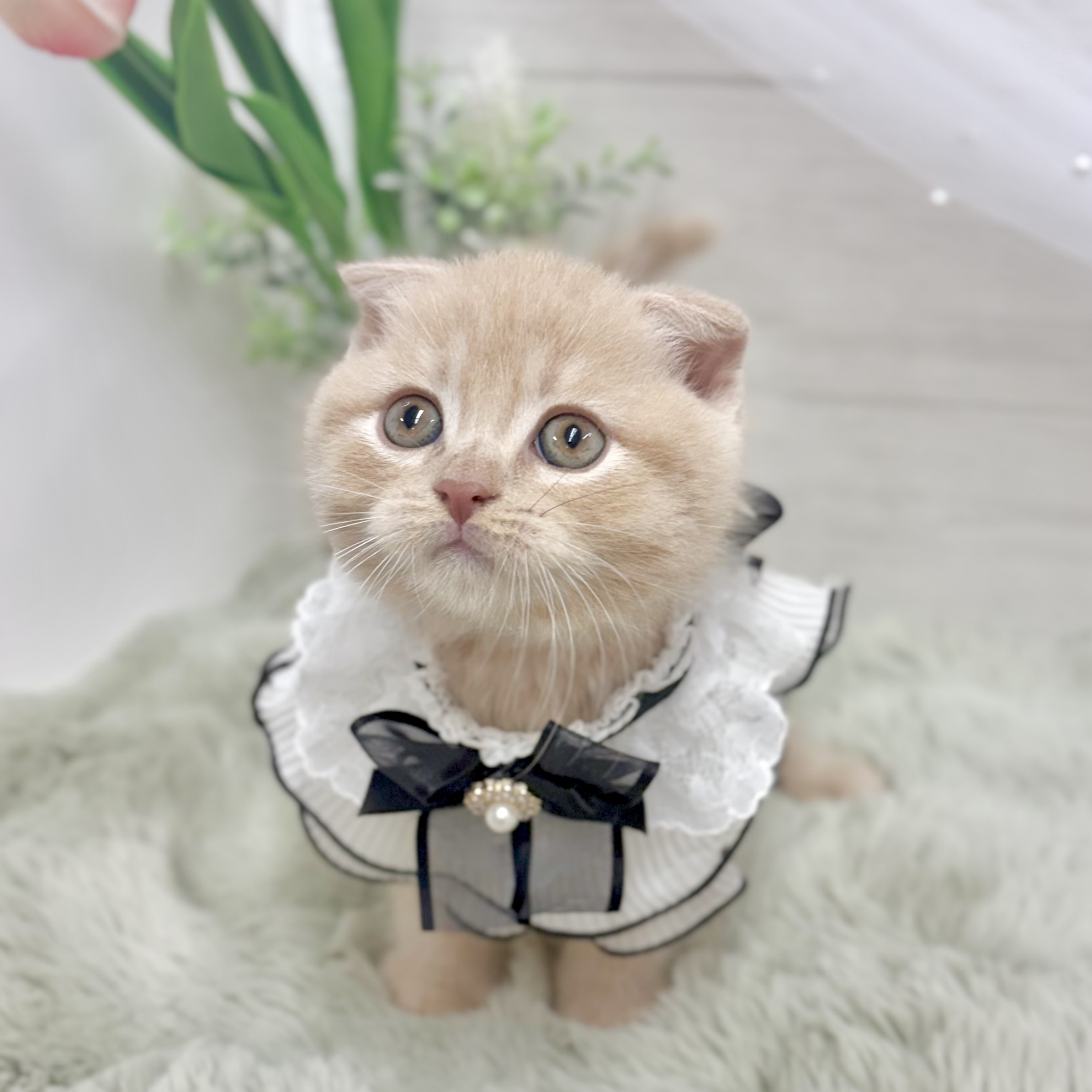 神奈川県のスコティッシュフォールド (犬の家＆猫の里相模原店/2026年6月4日生まれ/男の子/クリームタビー)の子猫の4枚目の画像