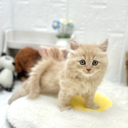 愛知県のスコティッシュフォールド (犬の家＆猫の里豊川インター店/2026年6月4日生まれ/女の子/クリーム)の子猫の4枚目の画像