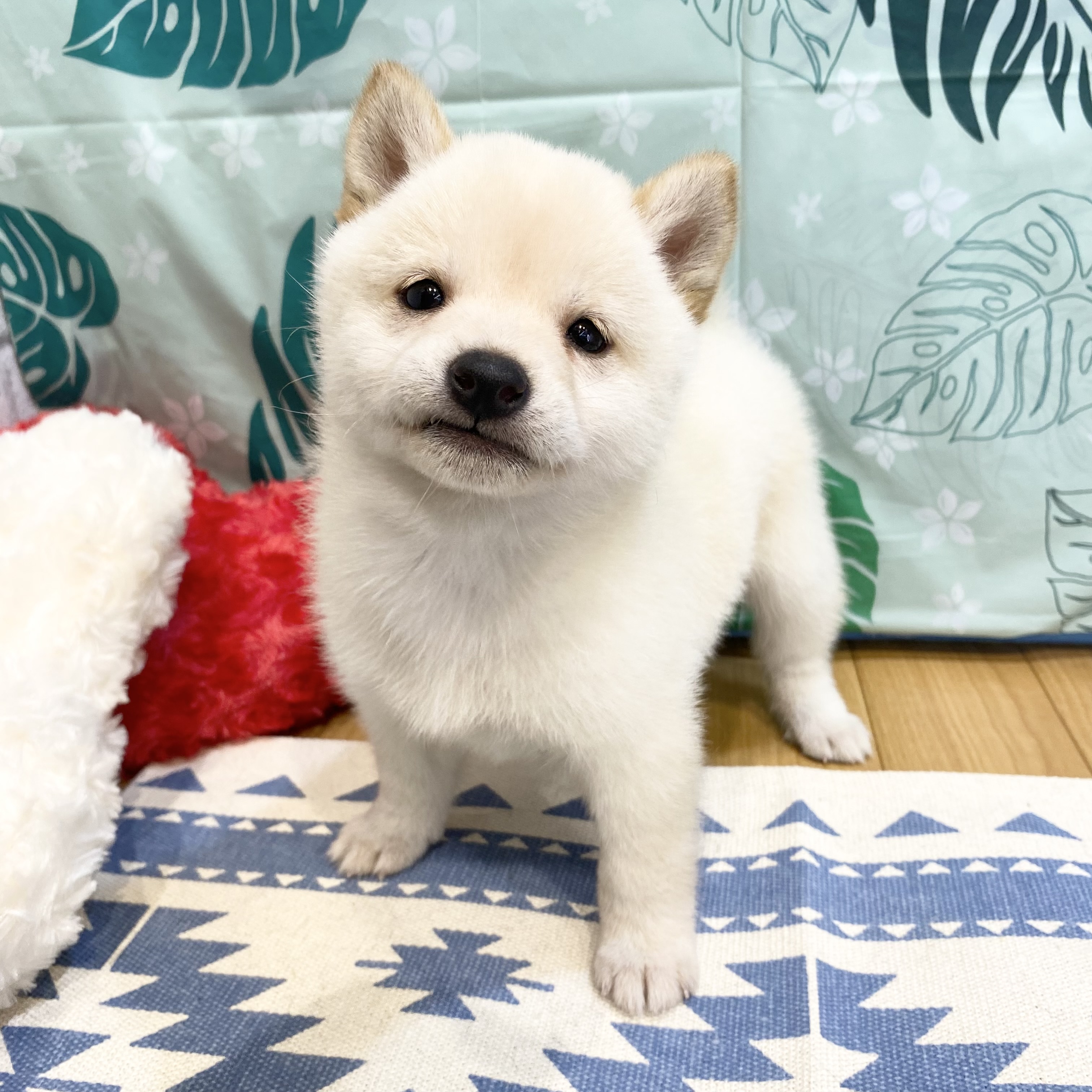 長野県の豆柴 (犬の家＆猫の里カインズ梓川店/2026年6月9日生まれ/女の子/白)の子犬の4枚目の画像