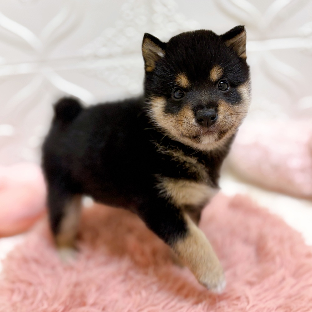 愛知県の豆柴 (犬の家＆猫の里岡崎店/2026年6月9日生まれ/女の子/黒)の子犬の4枚目の画像