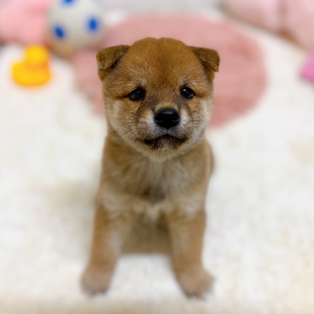 愛知県の柴犬(標準サイズ) (犬の家＆猫の里岡崎店/2026年6月9日生まれ/男の子/赤)の子犬の4枚目の画像