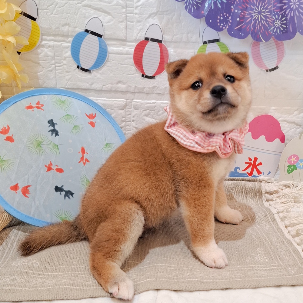静岡県の柴犬(標準サイズ) (犬の家＆猫の里富士店/2026年6月9日生まれ/女の子/赤)の子犬の4枚目の画像