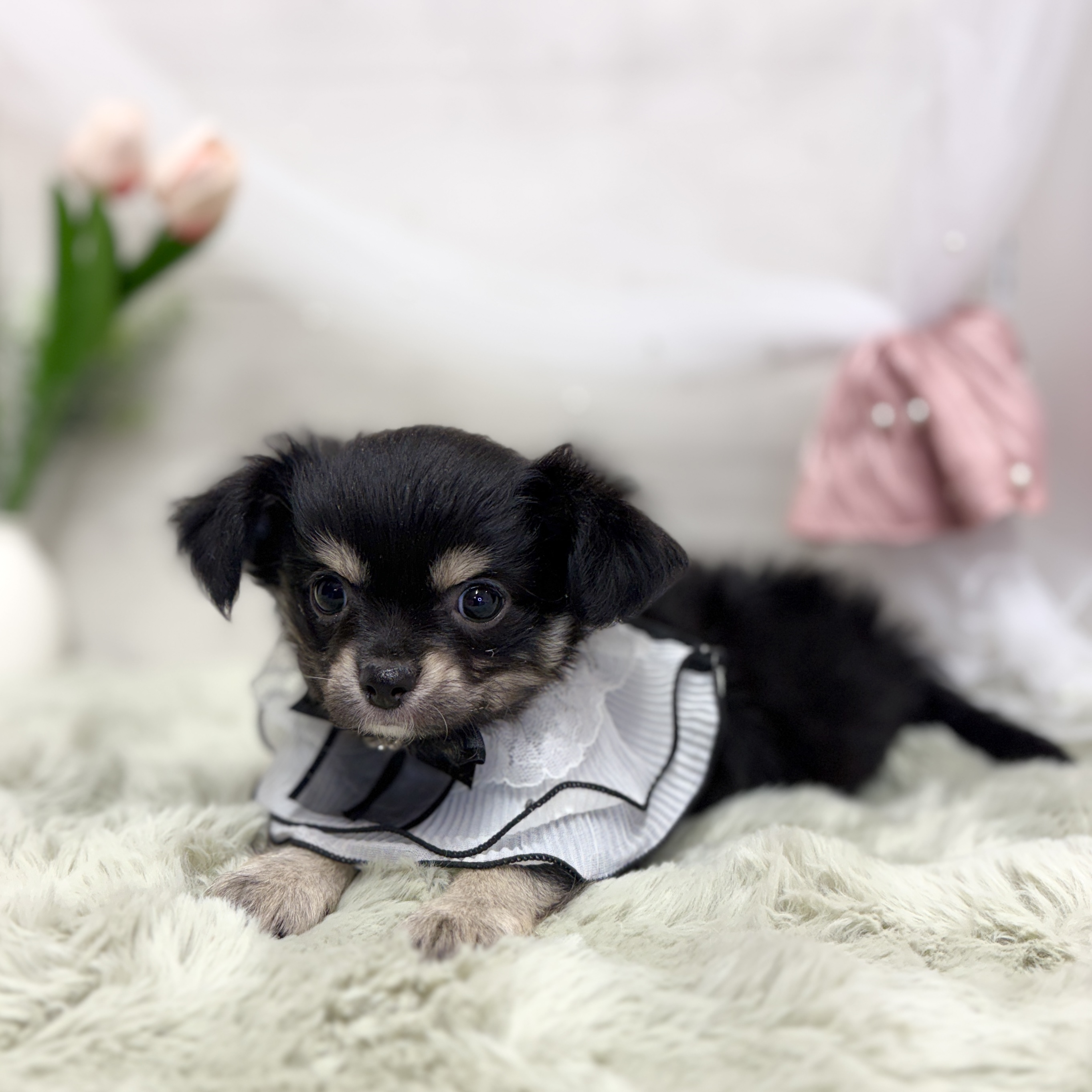 神奈川県のチワワ(ロング) (犬の家＆猫の里相模原店/2026年6月7日生まれ/女の子/ブラックタンホワイト)の子犬の4枚目の画像