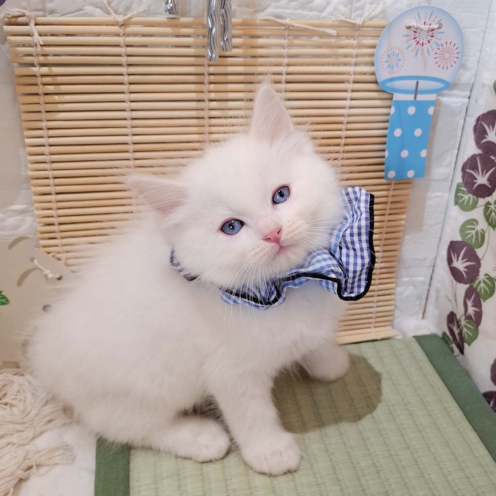 静岡県のラグドール (犬の家＆猫の里富士店/2026年6月8日生まれ/男の子/クリームポイント)の子猫の4枚目の画像