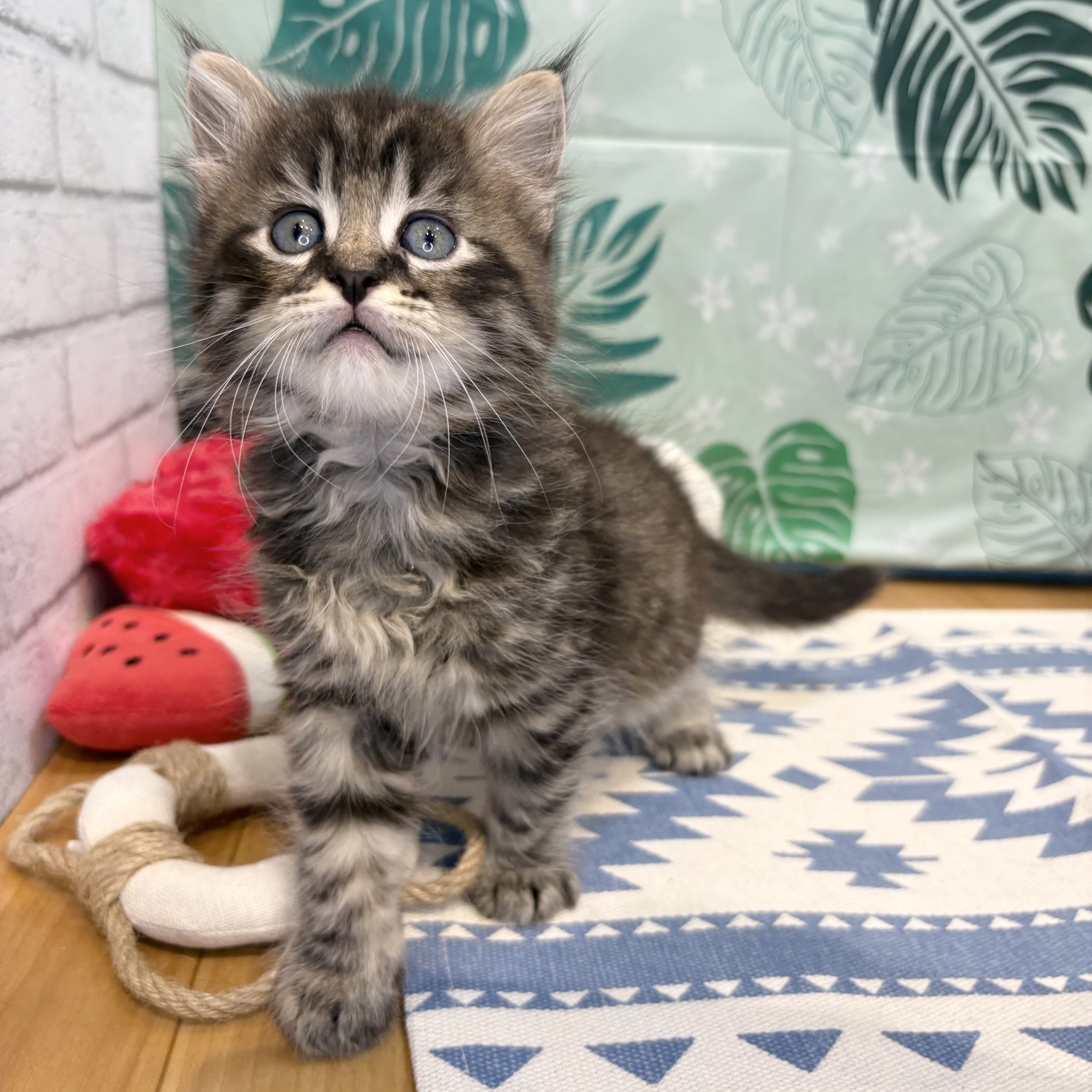 長野県のマンチカン (犬の家＆猫の里カインズ梓川店/2026年6月9日生まれ/男の子/ブラウンタビーホワイト)の子猫の4枚目の画像