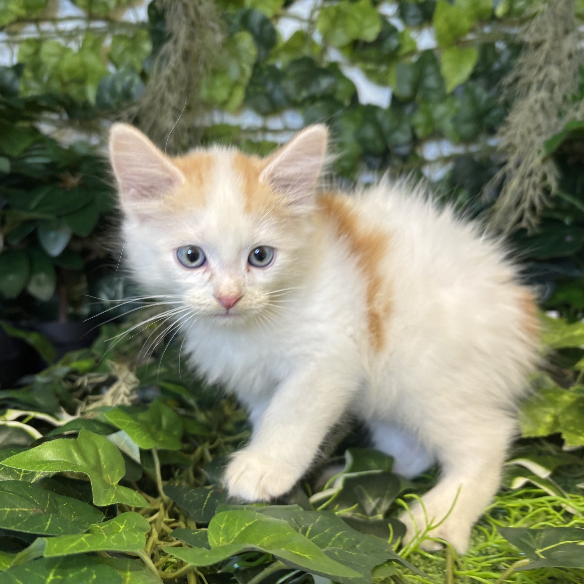 東京都のスコティッシュフォールド (犬の家＆猫の里新宿店/2026年6月6日生まれ/男の子/レッドタビーホワイト)の子猫の4枚目の画像
