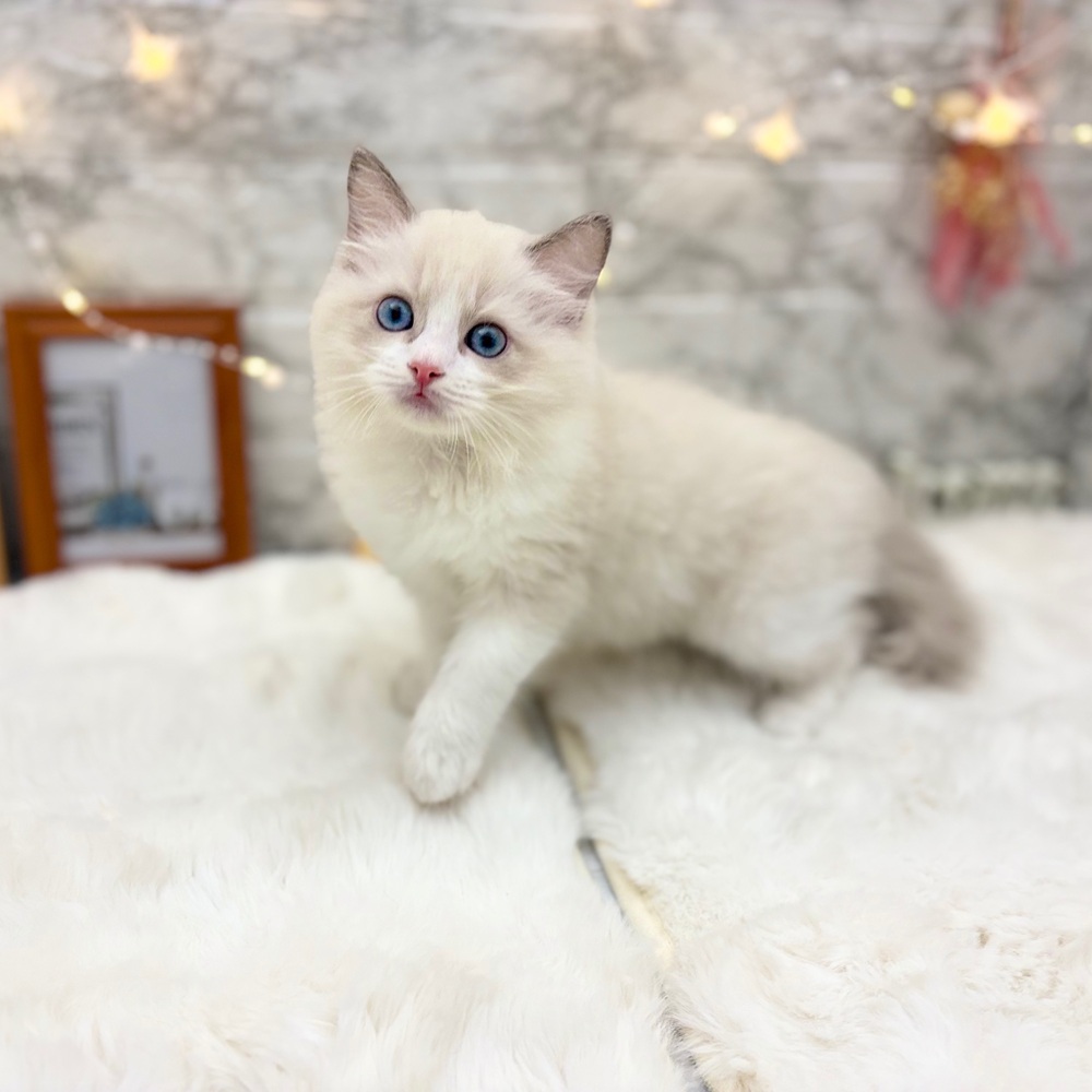 静岡県のラグドール (犬の家＆猫の里MEGAドン・キホーテ袋井店/2026年6月8日生まれ/男の子/ブルーポイントバイカラー)の子猫の1枚目の画像