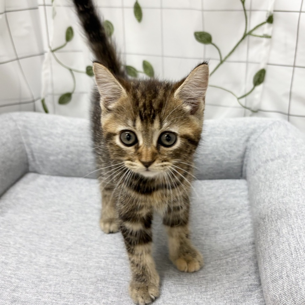 長野県のマンチカン (犬の家＆猫の里塩尻店/2026年6月3日生まれ/女の子/ブラウンパッチドタビー)の子猫の4枚目の画像