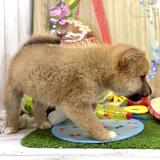 神奈川県の柴犬(標準サイズ) (犬の家＆猫の里小田原店/2026年6月8日生まれ/男の子/赤)の子犬の4枚目の画像