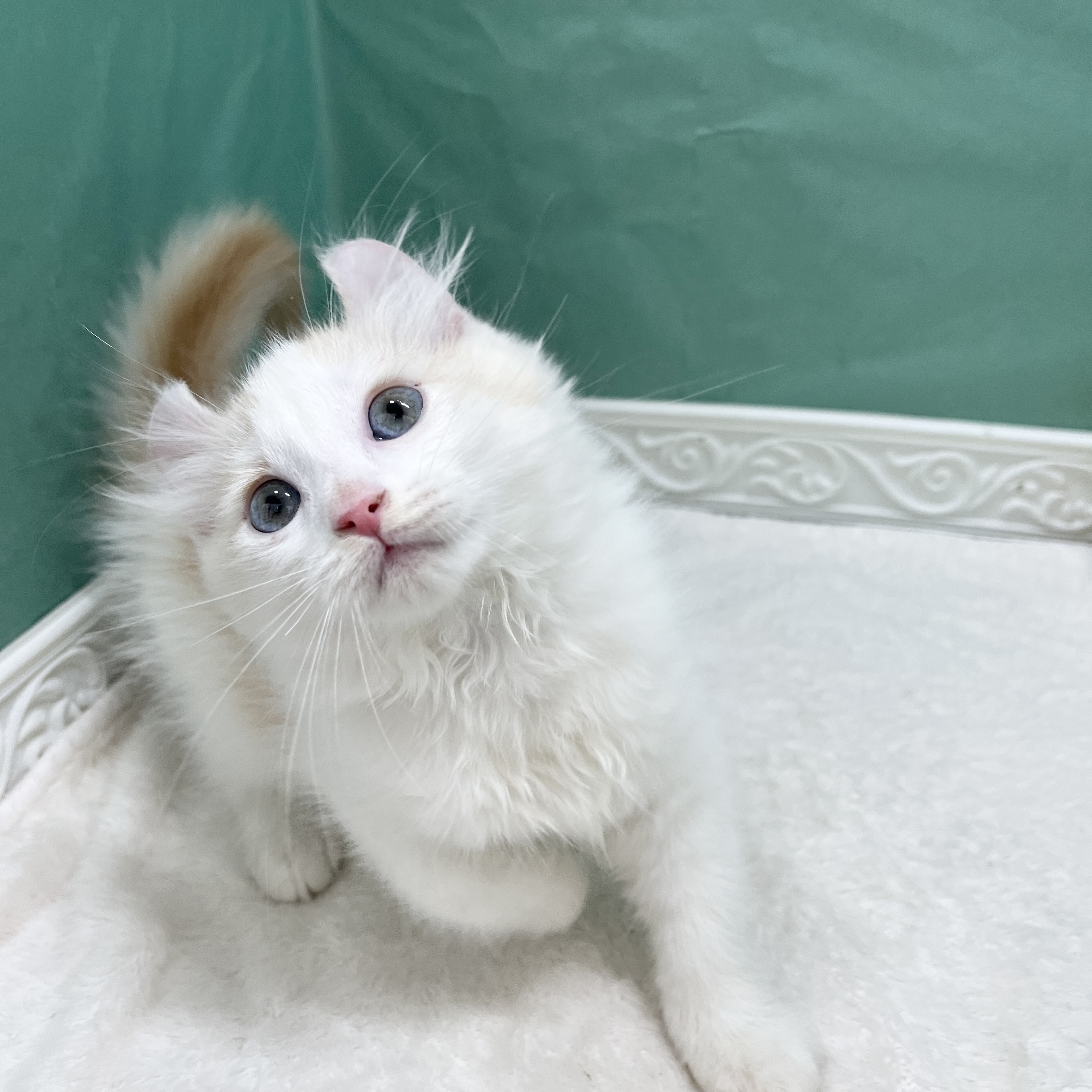 石川県のアメリカンカール (犬の家＆猫の里アミーゴ金沢有松店/2026年6月3日生まれ/女の子/レッドホワイト)の子猫の4枚目の画像