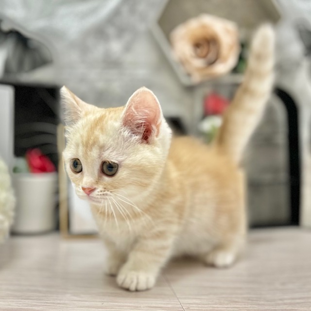 千葉県のミヌエット (犬の家＆猫の里ワンズモール稲毛店/2026年6月4日生まれ/女の子/クリームタビー)の子猫の4枚目の画像