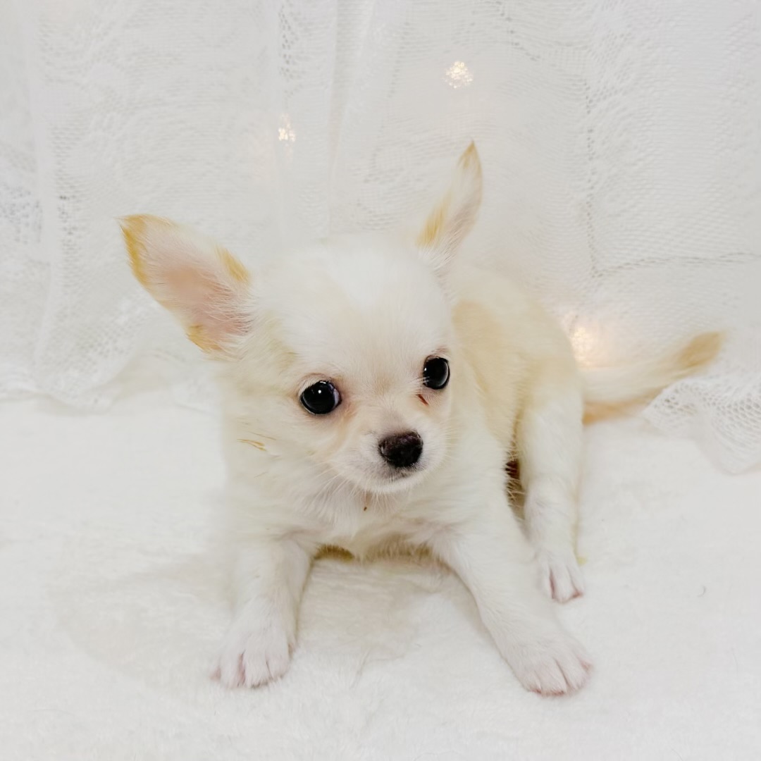 千葉県のチワワ(ロング) (犬の家＆猫の里BIGHOPガーデンモール印西店/2026年6月9日生まれ/女の子/クリーム)の子犬の4枚目の画像