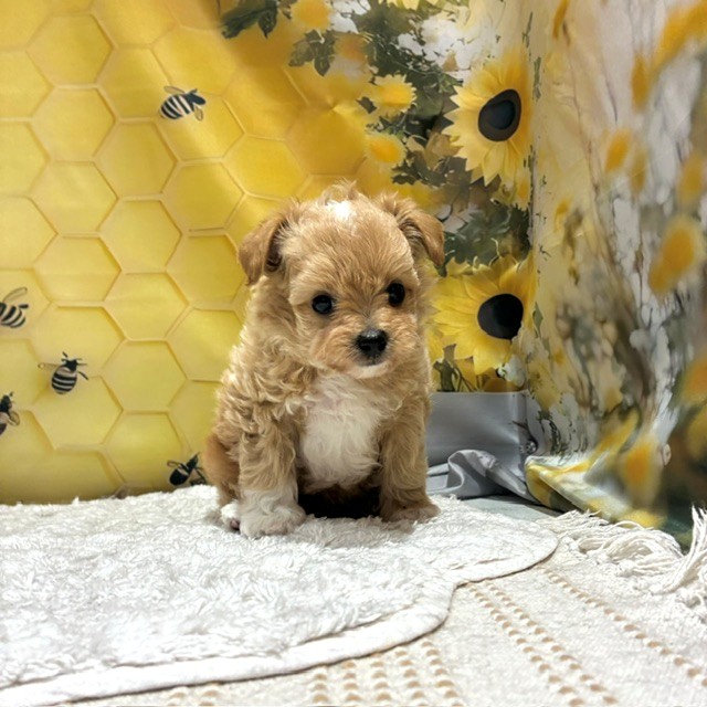 福岡県のチワプー/プーチー(チワワ×プードル) (犬の家＆猫の里トリアス久山店/2026年6月9日生まれ/男の子/アプリコット)の子犬の4枚目の画像