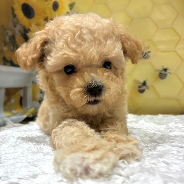 福岡県のマルプー(マルチーズ×プードル) (犬の家＆猫の里トリアス久山店/2026年6月7日生まれ/女の子/アプリコット)の子犬の4枚目の画像