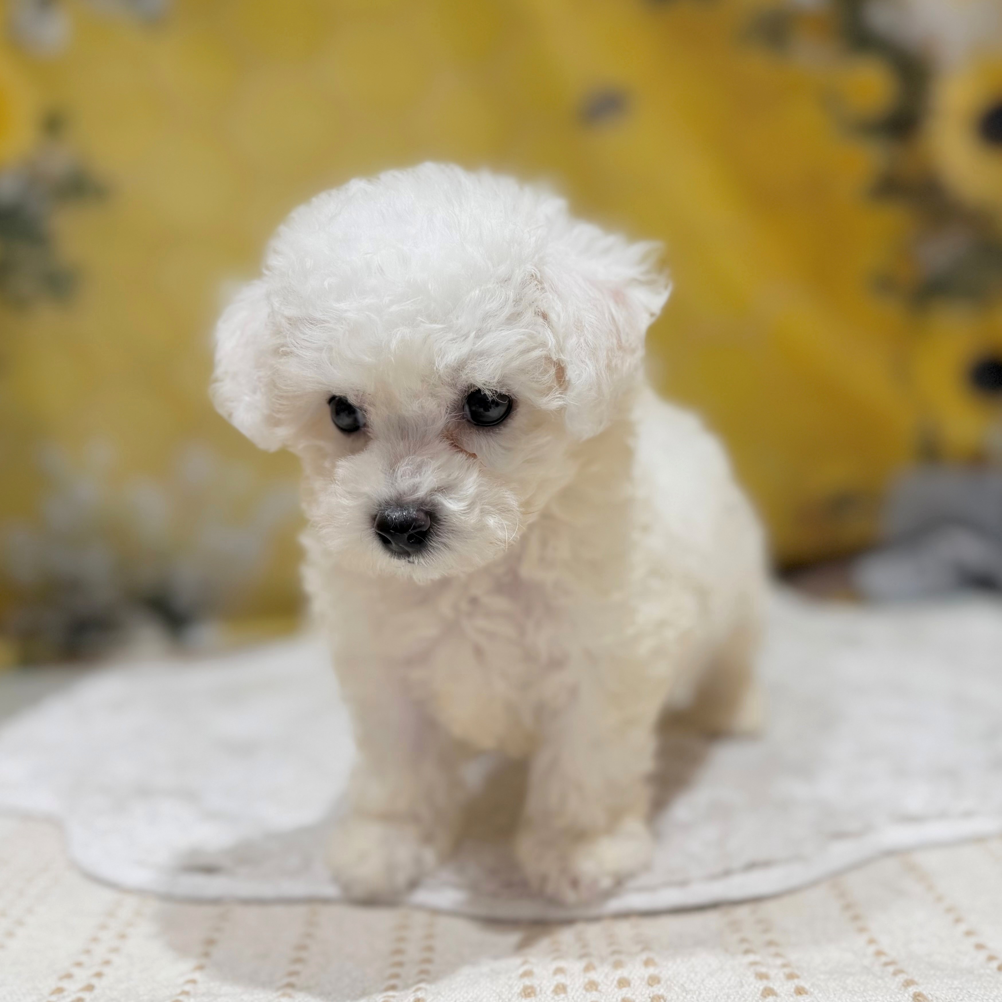 福岡県のビションフリーゼ (犬の家＆猫の里トリアス久山店/2026年6月9日生まれ/男の子/ホワイト)の子犬の4枚目の画像