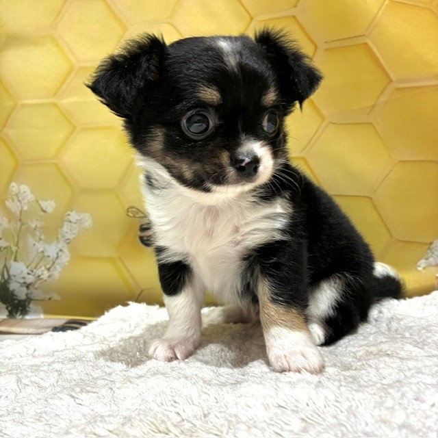 福岡県のチワワ(ロング) (犬の家＆猫の里トリアス久山店/2026年6月8日生まれ/男の子/ブラックタンホワイト)の子犬の1枚目の画像