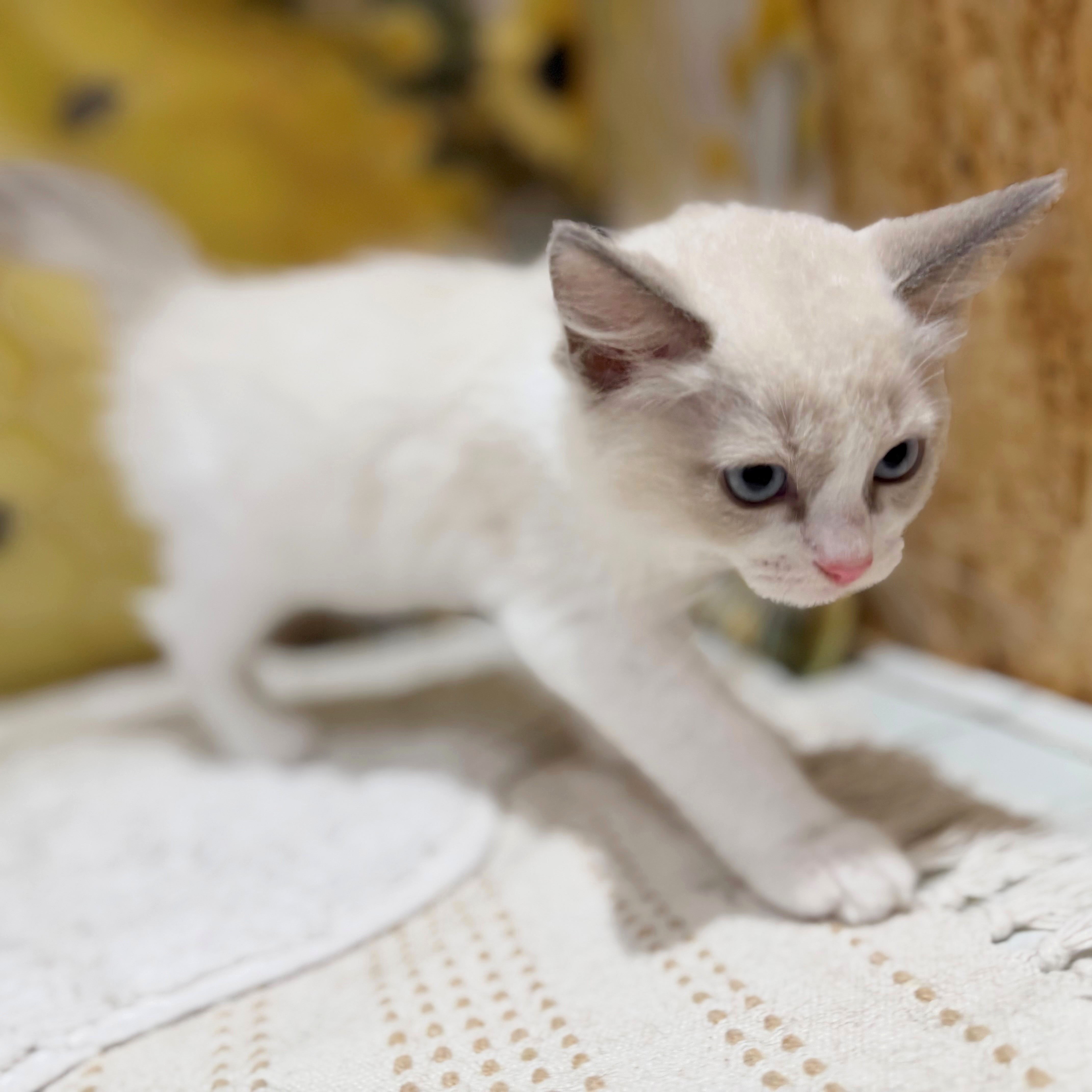 福岡県のラグドール (犬の家＆猫の里トリアス久山店/2026年6月7日生まれ/男の子/ブルーポイントバイカラー)の子猫の4枚目の画像