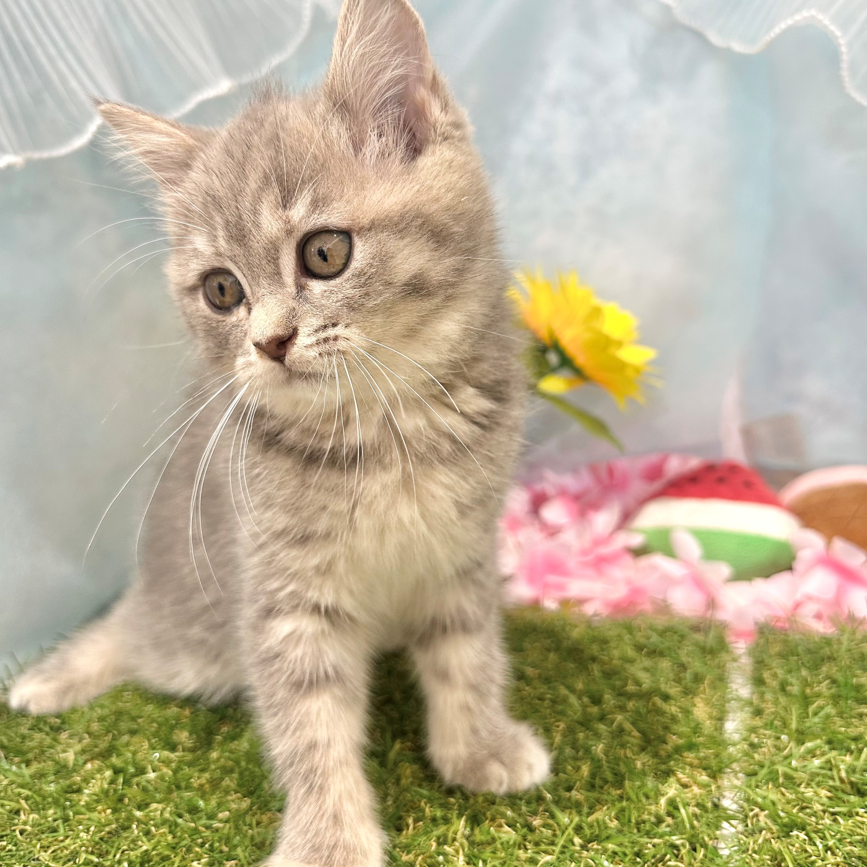 福岡県のスコティッシュフォールド (犬の家＆猫の里くりえいと宗像店/2026年6月4日生まれ/女の子/ブルーパッチドタビーホワイト)の子猫の4枚目の画像