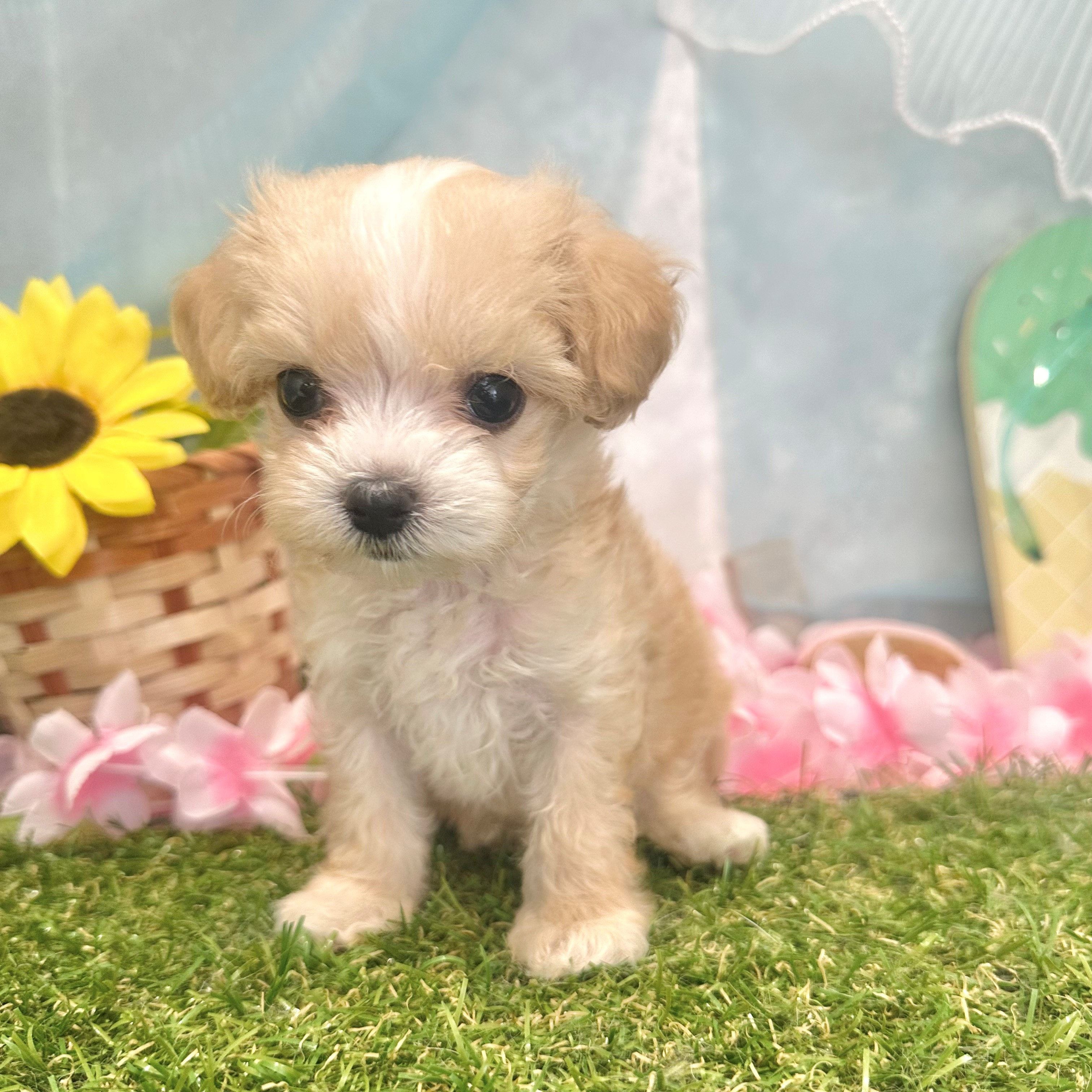 垂れ耳がかわいい犬種10選！飼育のポイントや注意点を紹介します