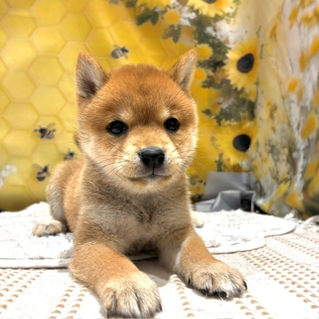 福岡県の豆柴 (犬の家＆猫の里トリアス久山店/2026年6月8日生まれ/女の子/赤)の子犬の4枚目の画像