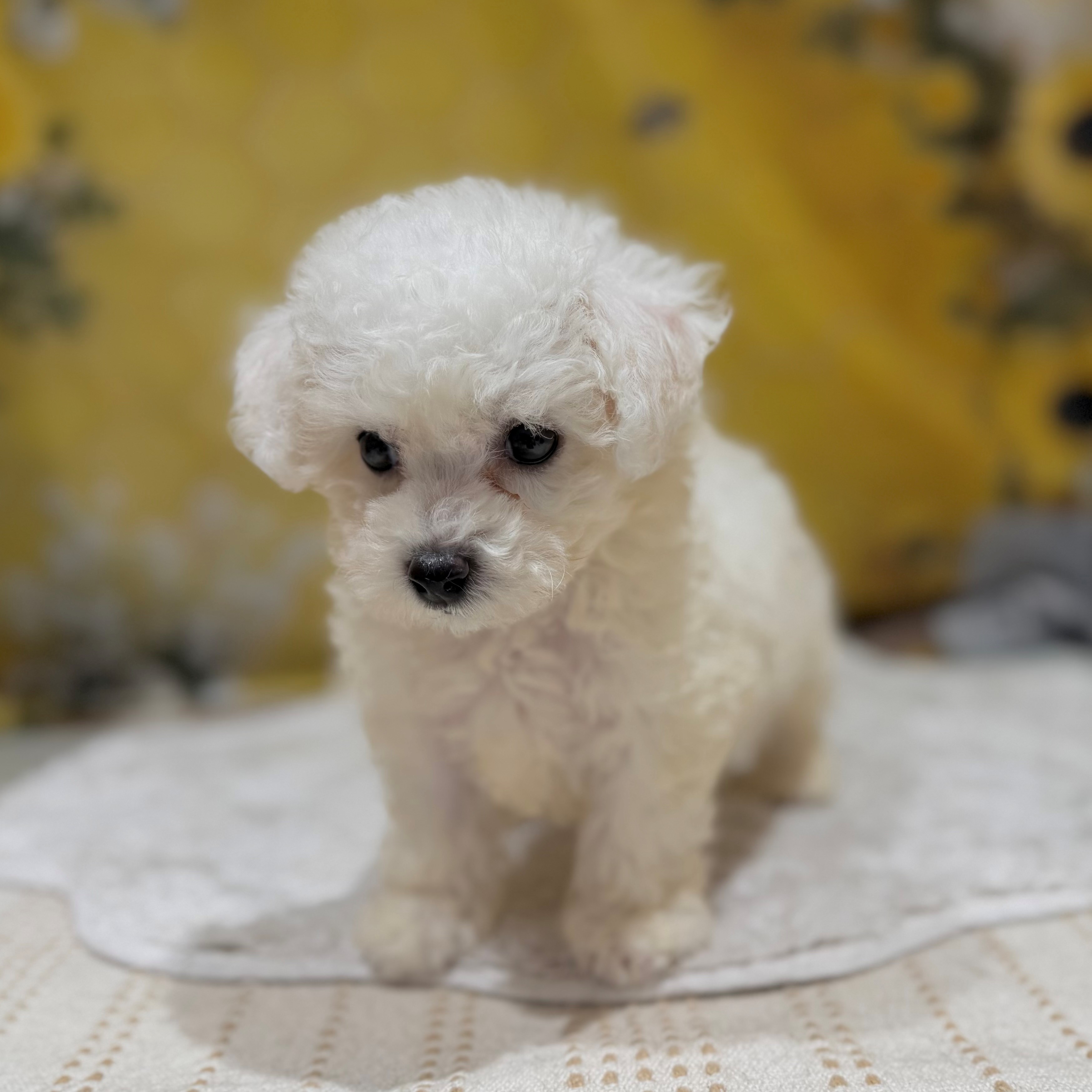 福岡県のビションフリーゼ (犬の家＆猫の里トリアス久山店/2026年6月9日生まれ/男の子/ホワイト)の子犬の4枚目の画像