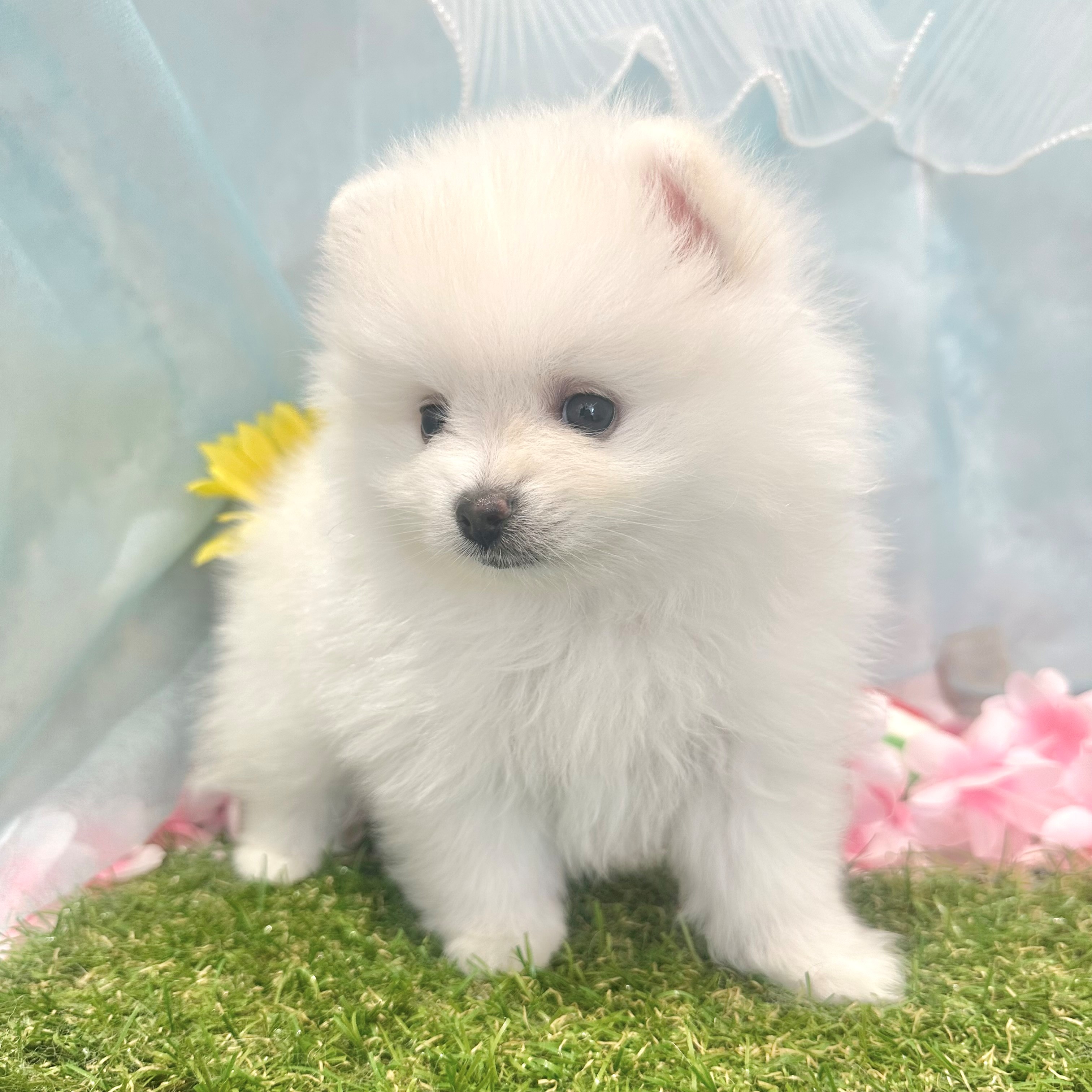 福岡県のポメラニアン (犬の家＆猫の里くりえいと宗像店/2026年6月7日生まれ/男の子/ホワイト)の子犬の4枚目の画像