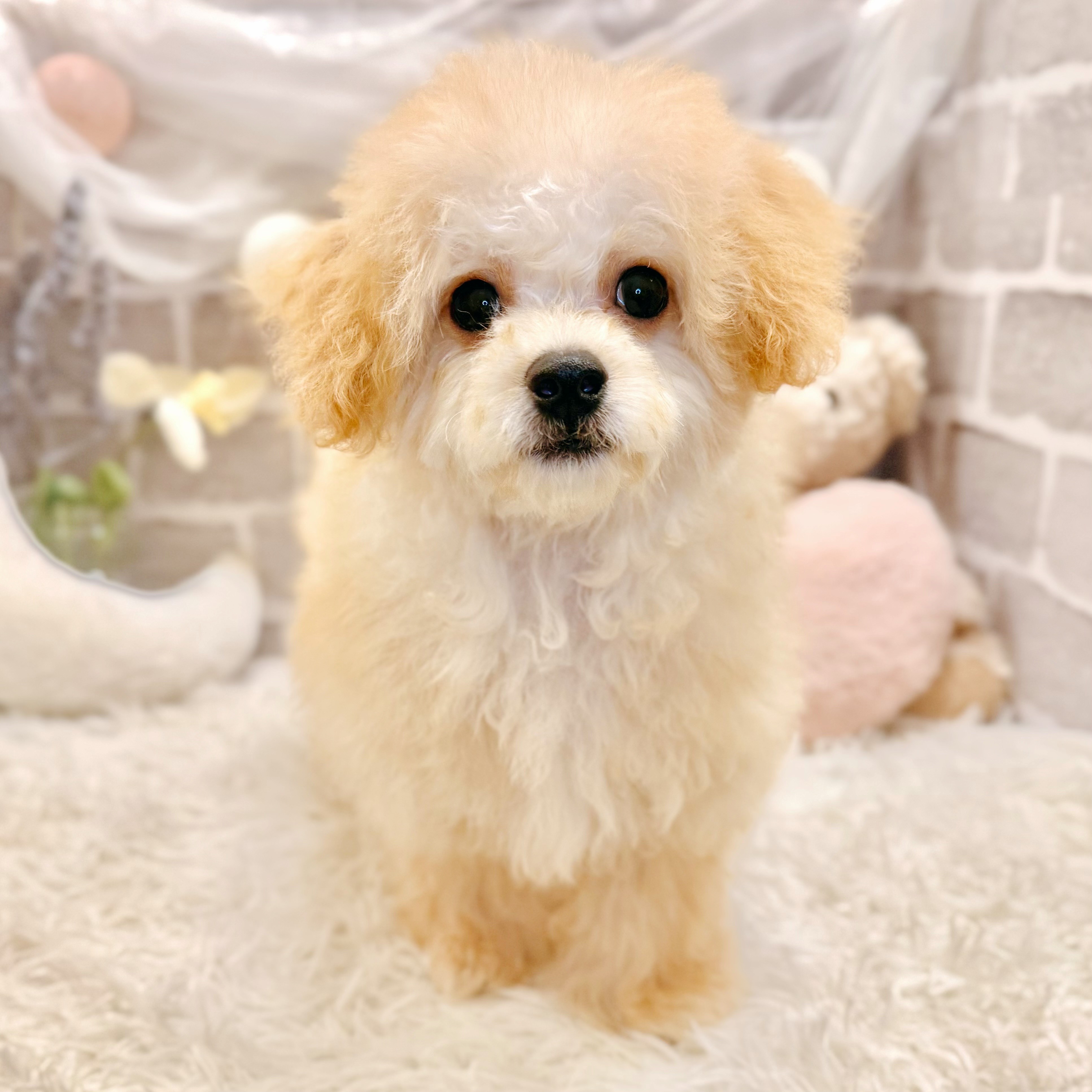 兵庫県のマルプー(マルチーズ×プードル) (犬の家＆猫の里神戸店/2026年4月5日生まれ/男の子/クリーム)の子犬の4枚目の画像