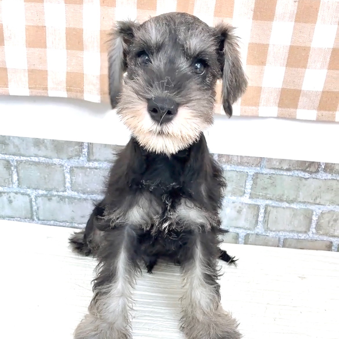 愛知県のミニチュアシュナウザー (犬の家＆猫の里碧南店/2026年6月8日生まれ/男の子/ソルトペッパー)の子犬の4枚目の画像