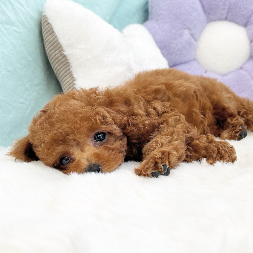 愛知県のトイプードル(トイ) (犬の家＆猫の里愛知刈谷店/2026年6月10日生まれ/男の子/レッドフォーン)の子犬の4枚目の画像