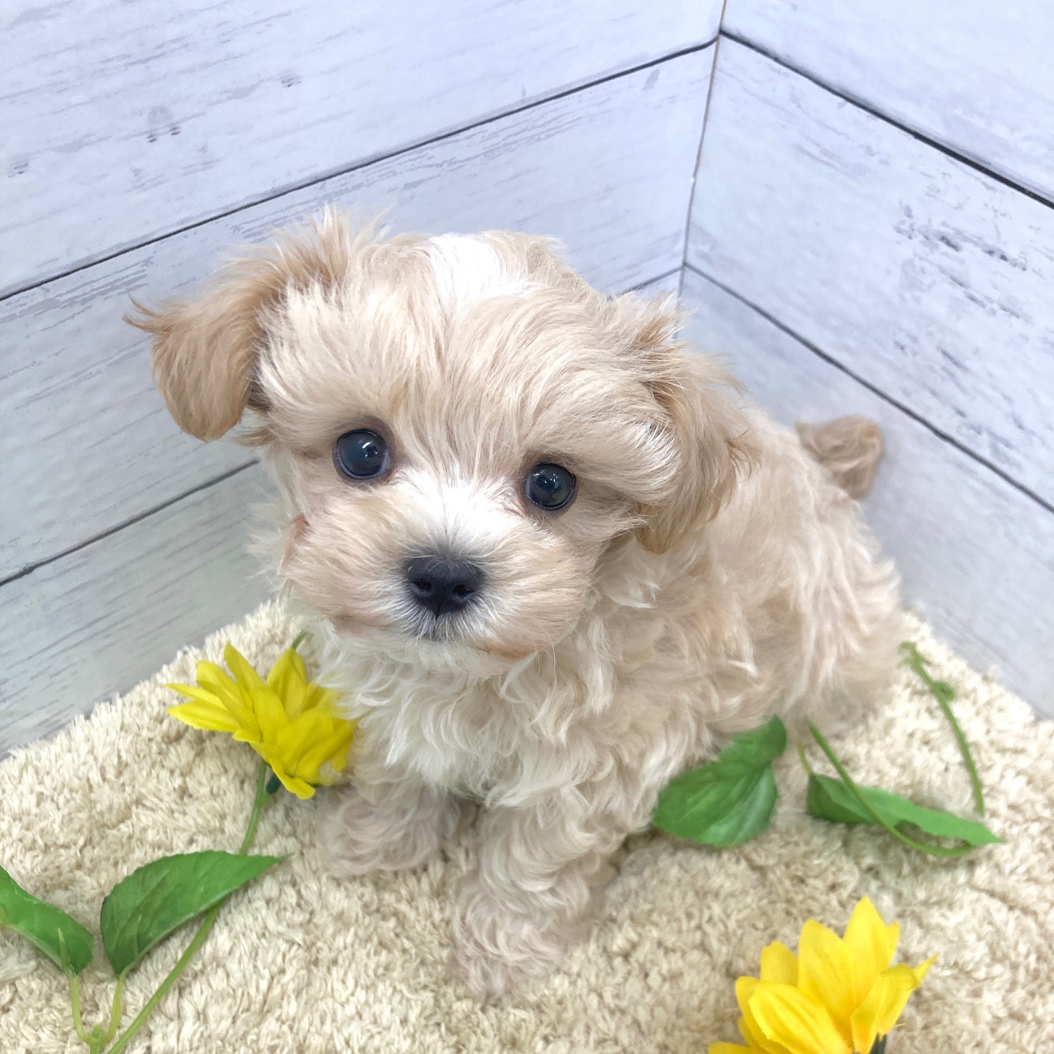 愛知県のマルプー(マルチーズ×プードル) (犬の家＆猫の里七宝店/2026年6月3日生まれ/男の子/クリーム)の子犬の4枚目の画像