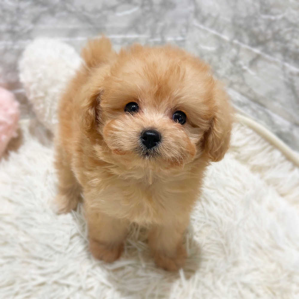 愛知県のポメプー(ポメラニアン×プードル) (犬の家＆猫の里MiO香久山店/2026年6月8日生まれ/男の子/クリーム)の子犬の4枚目の画像