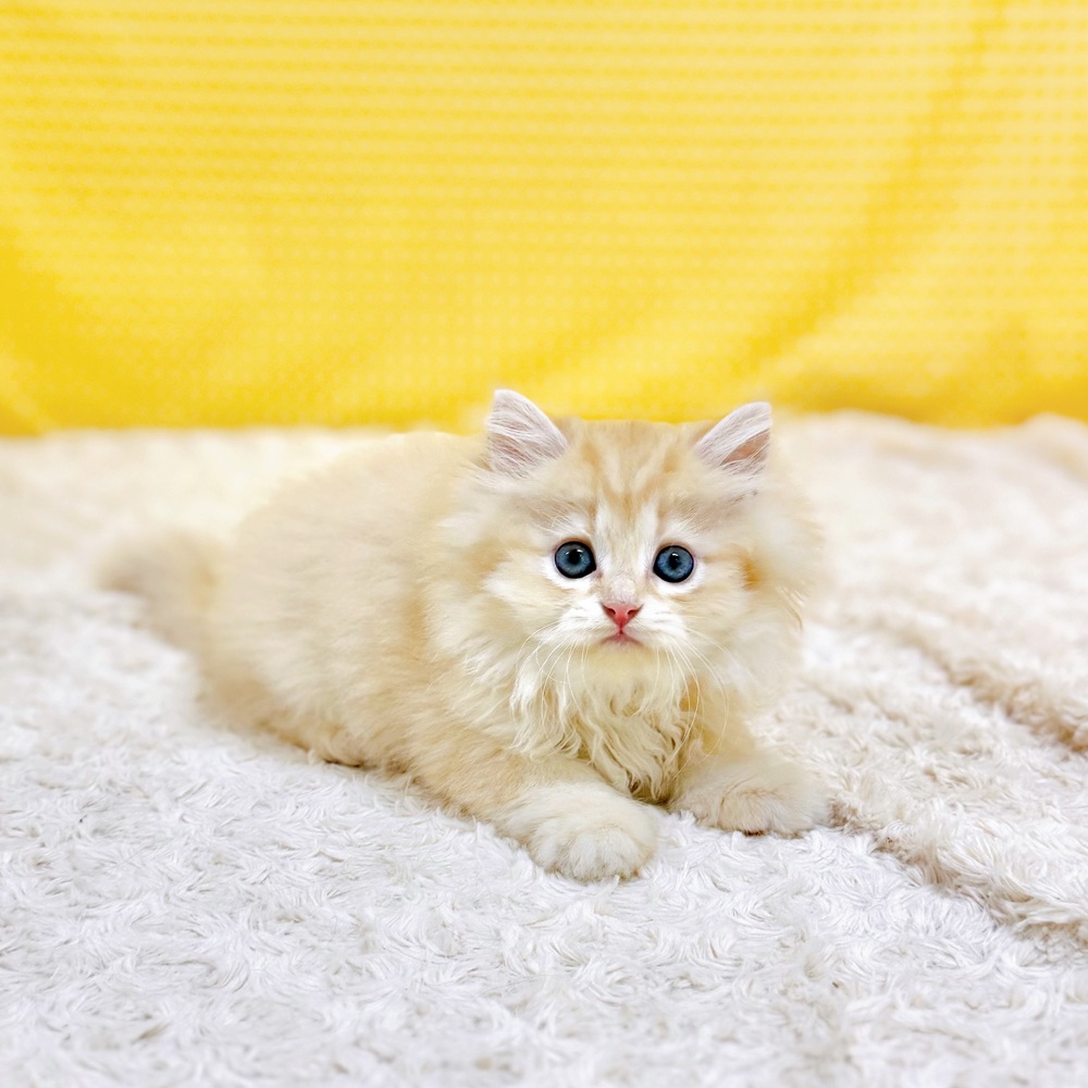 愛知県のスコティッシュストレート (犬の家＆猫の里一宮店/2026年6月10日生まれ/男の子/クリームタビー)の子猫の4枚目の画像