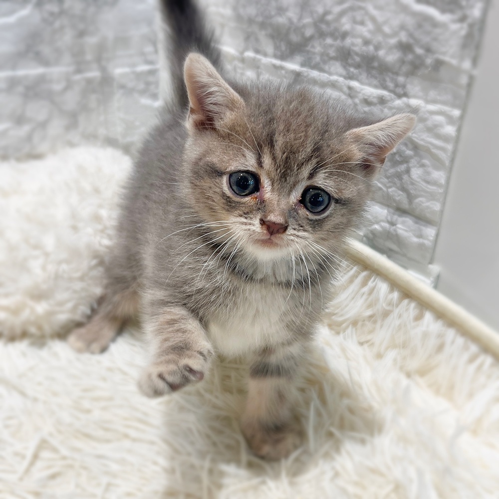 愛知県のスコティッシュフォールド (犬の家＆猫の里MiO香久山店/2026年6月10日生まれ/男の子/ブルータビー)の子猫の4枚目の画像