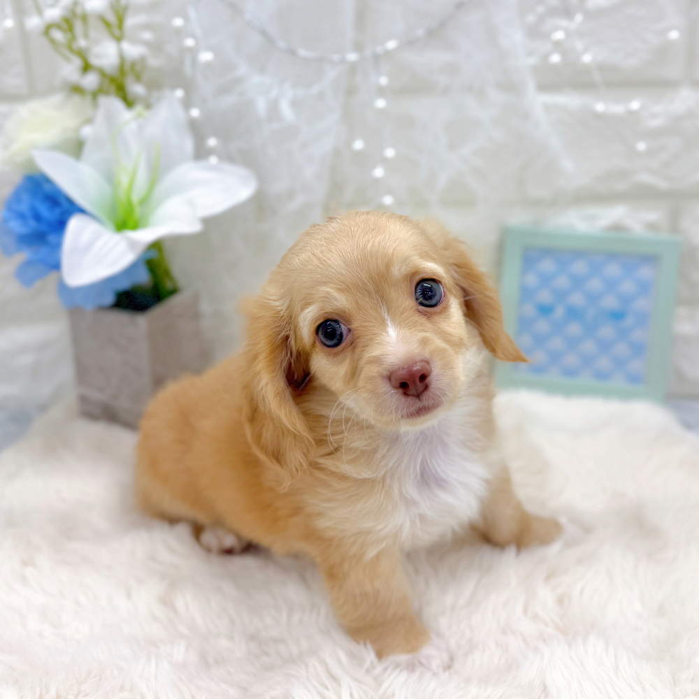 福井県のチワックス(チワワ×ダックス) (犬の家＆猫の里アミーゴ福井大和田店/2026年6月9日生まれ/男の子/イエロー)の子犬の4枚目の画像