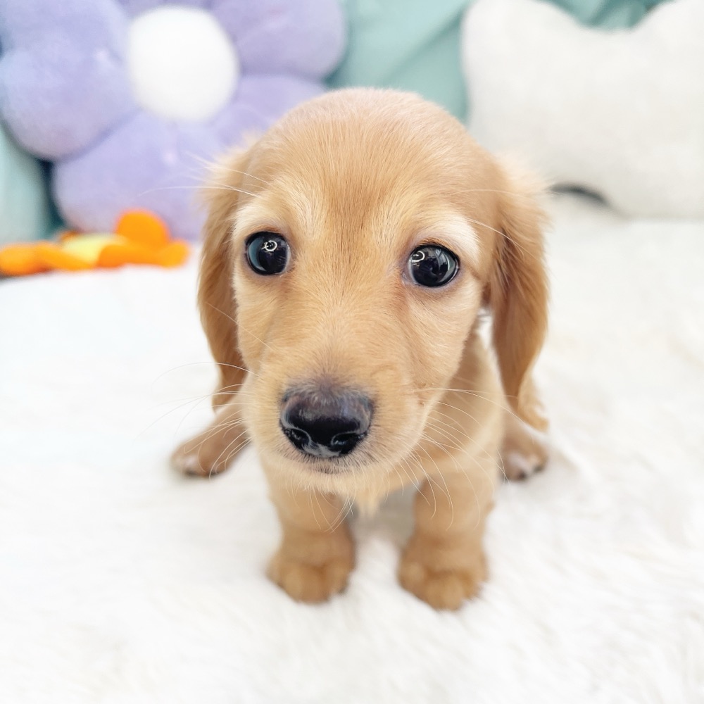 愛知県のミニチュアダックスフンド(ロング) (犬の家＆猫の里愛知刈谷店/2026年6月10日生まれ/女の子/ゴールド)の子犬の4枚目の画像