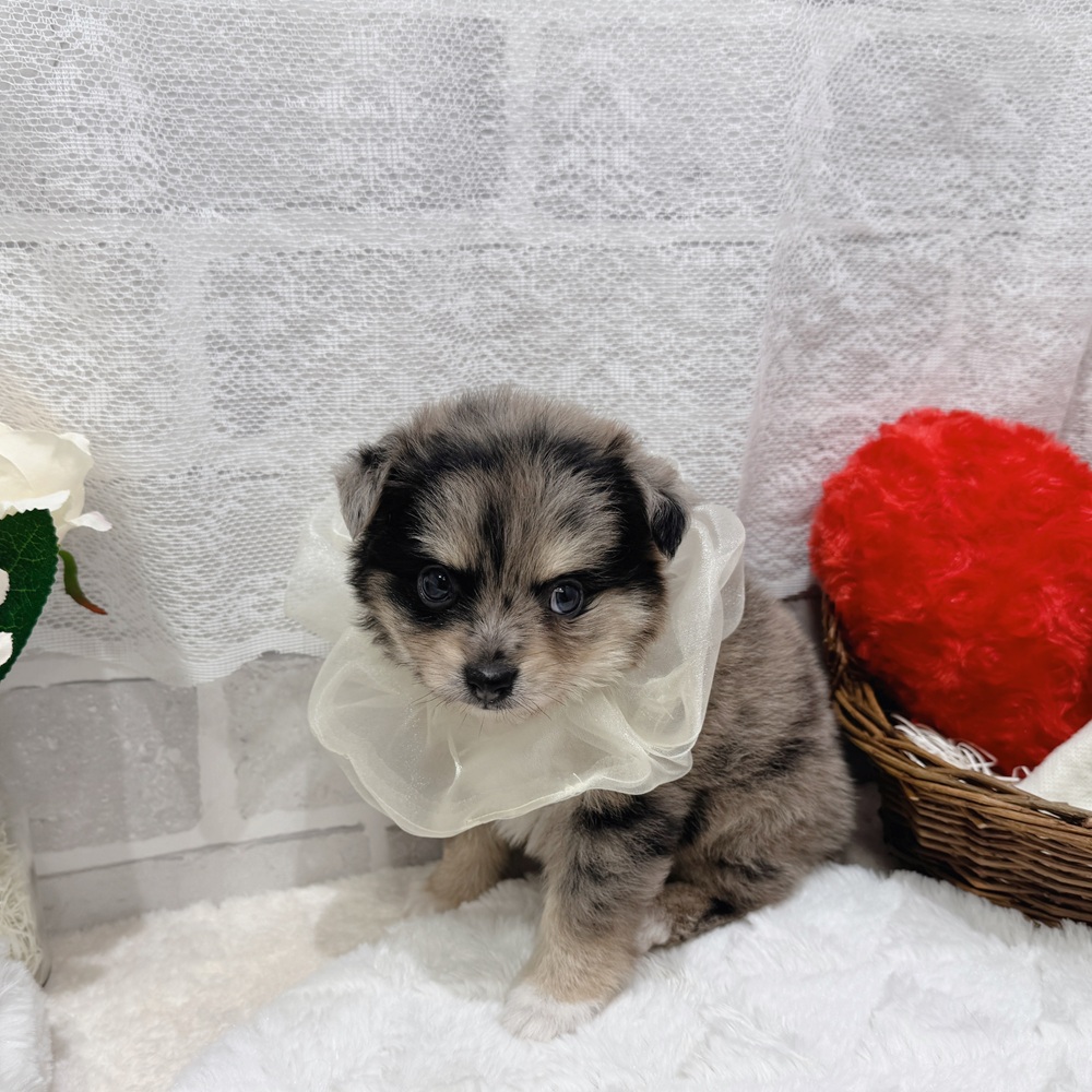 滋賀県のポメチワ/チワポメ/ポメチー(ポメラニアン×チワワ) (犬の家＆猫の里長浜店/2026年6月11日生まれ/女の子/ブルーマール)の子犬の4枚目の画像